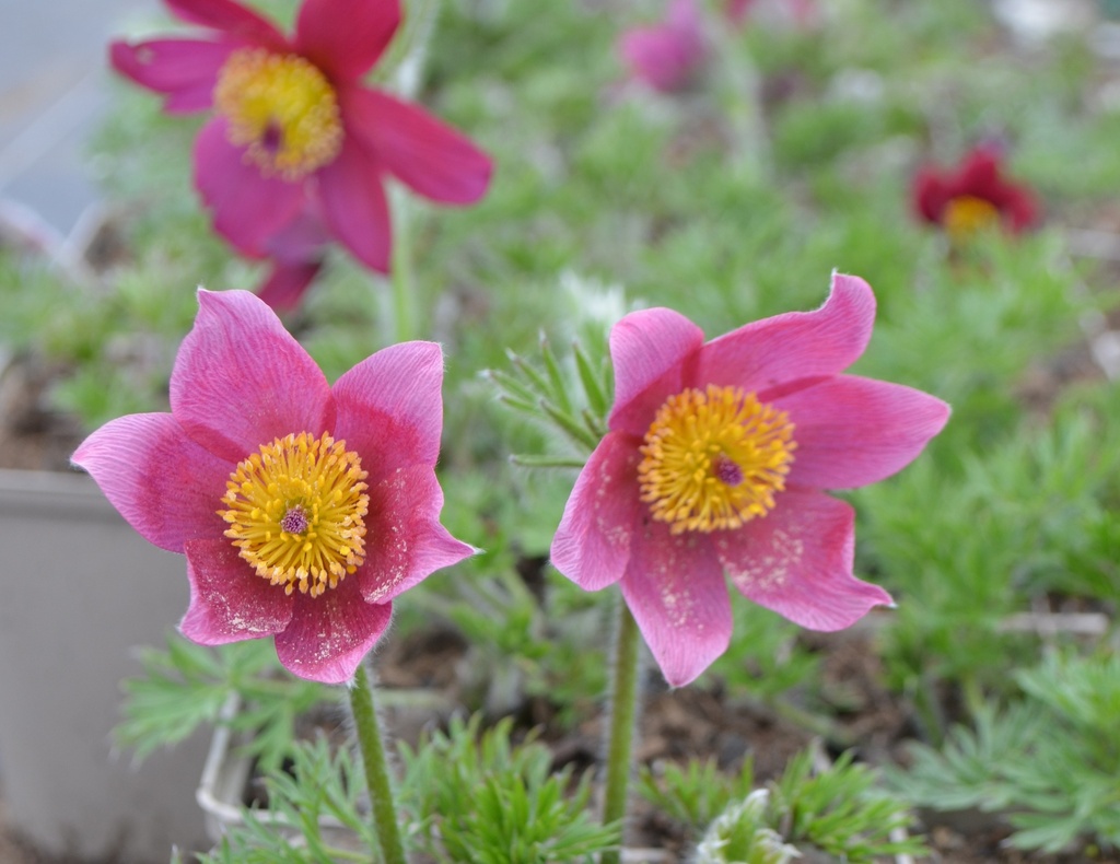 Pulsatilla vulgaris 'Rubra' (Bio)