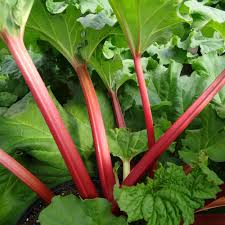 Rheum rhabarbarum 'Canadian Red'