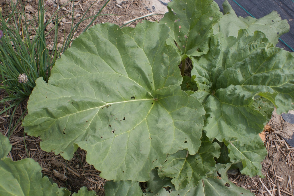 Rheum rhabarbarum 'Victoria' (Bio, 1 Lt.)