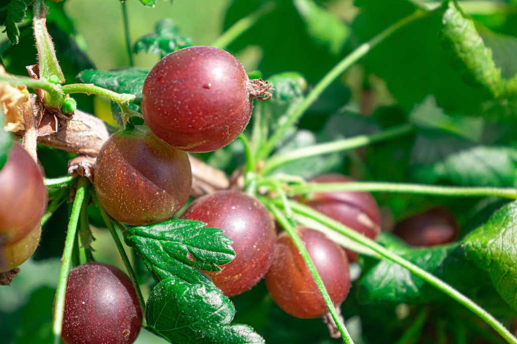Ribes (1) nidigrolaria 'Josta' (Bio, 2L)