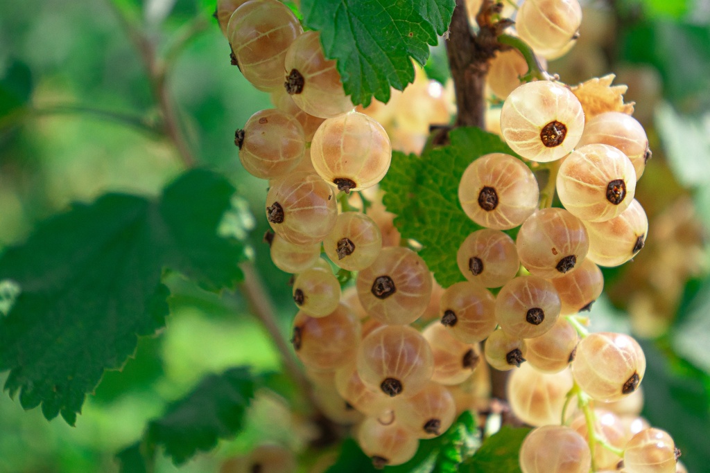 Ribes (3) rubrum 'Blanc de Versailles' (Bio, 2 Lt.)