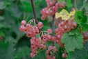 Ribes (3) rubrum 'Gloire des Sablons'