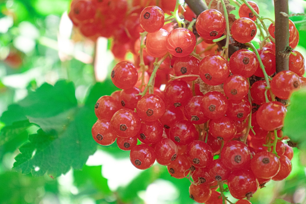 Ribes (3) rubrum 'Junifer'