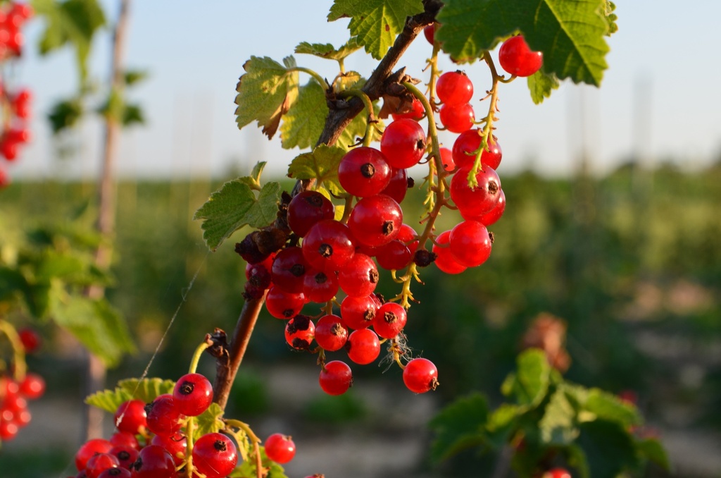 Ribes (3) rubrum 'Rolan' (Bio, 2 Lt.)