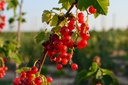 Ribes (3) rubrum 'Rolan'