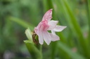 Roscoea scillifolia