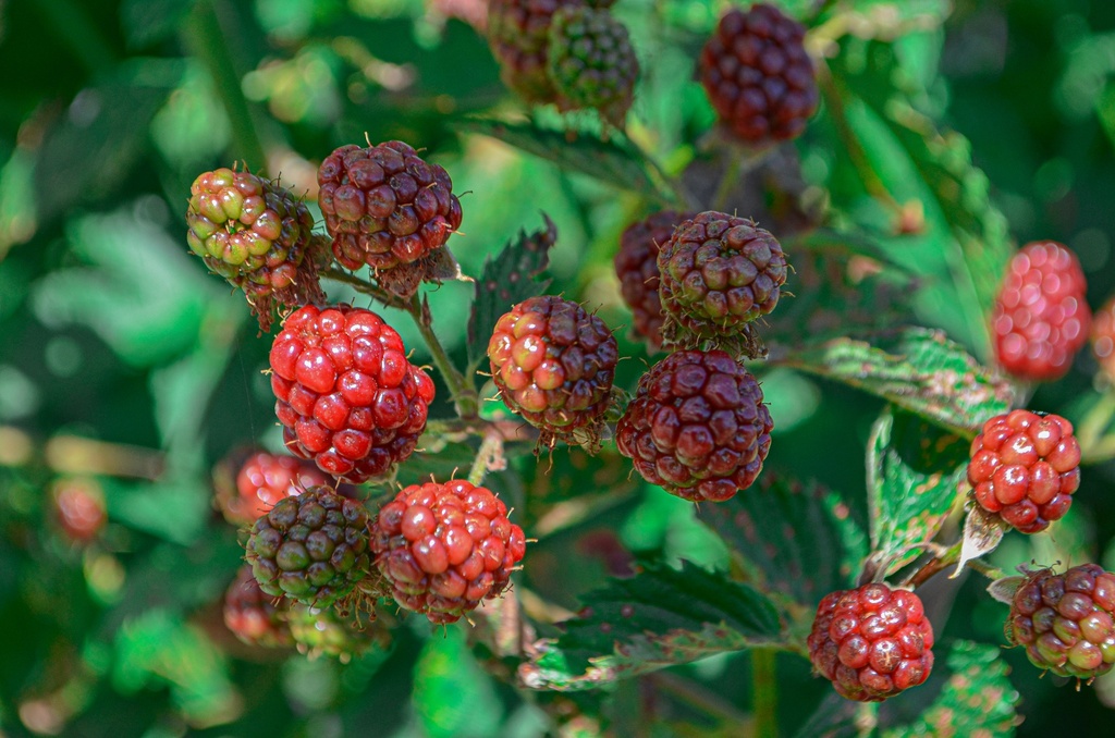 Rubus (1) fruticosus 'Chester Thornless'
