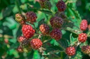 Rubus (1) fruticosus 'Chester Thornless'