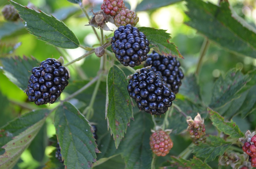 Rubus (1) fruticosus 'Loch Ness' (Bio, 1 Lt.)
