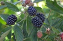 Rubus (1) fruticosus 'Loch Ness'