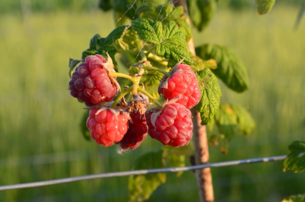 Rubus (2) idaeus 'Autumn Bliss'