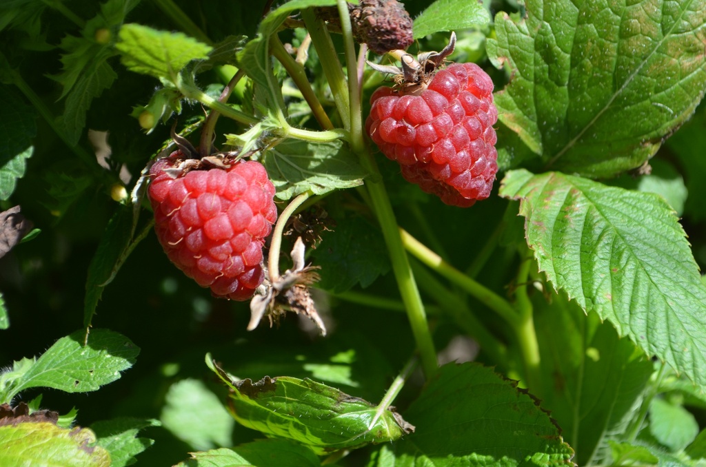 Rubus (2) idaeus 'Enrosadira'