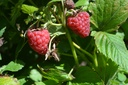 Rubus (2) idaeus 'Enrosadira'