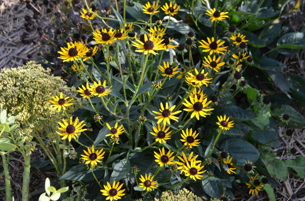 Rudbeckia fulgida 'Little Goldstar'