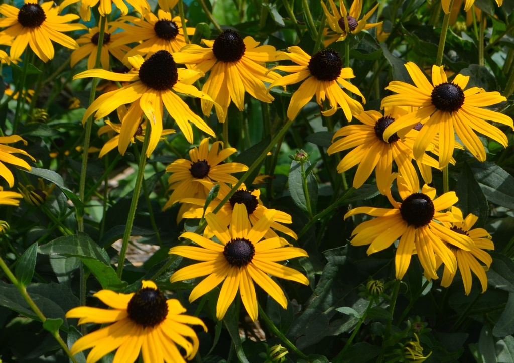 Rudbeckia fulgida var. sullivantii 'Goldsturm' (Bio, 1L)