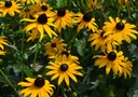 Rudbeckia fulgida var. sullivantii 'Goldsturm'