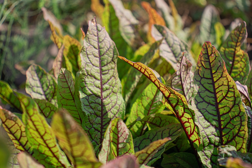Rumex sanguineus var sanguineus (Bio)
