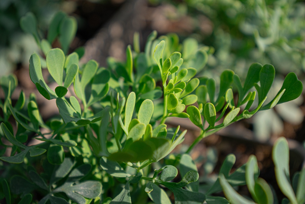 Ruta graveolens