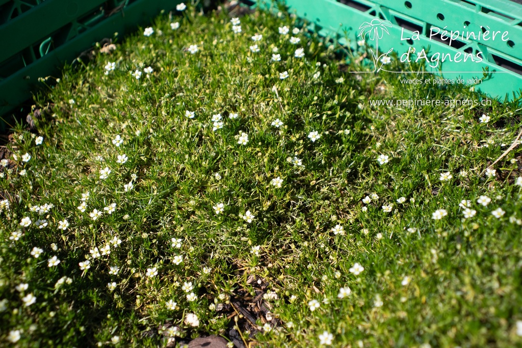 Sagina subulata (Bio)