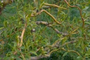 Salix x sepulcralis erythroflexuosa