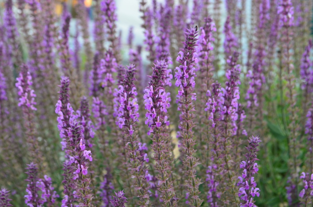 Salvia nemorosa 'Amethyst' (Bio, 1 Lt.)