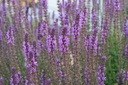 Salvia nemorosa 'Amethyst'