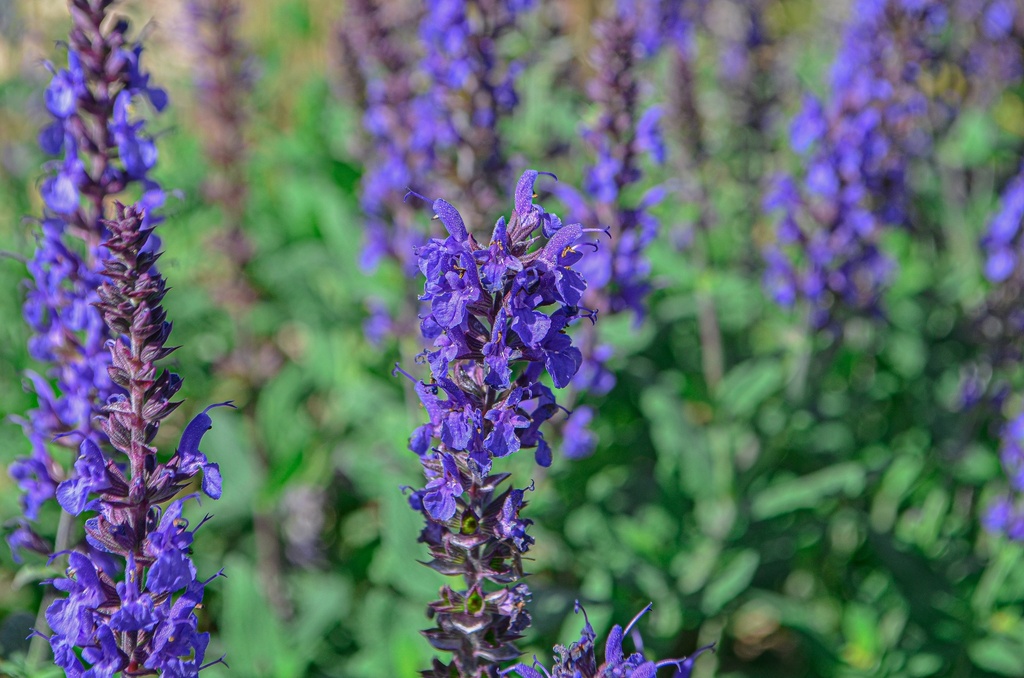 Salvia nemorosa 'Blauhügel' (Bio, 1 Lt.)