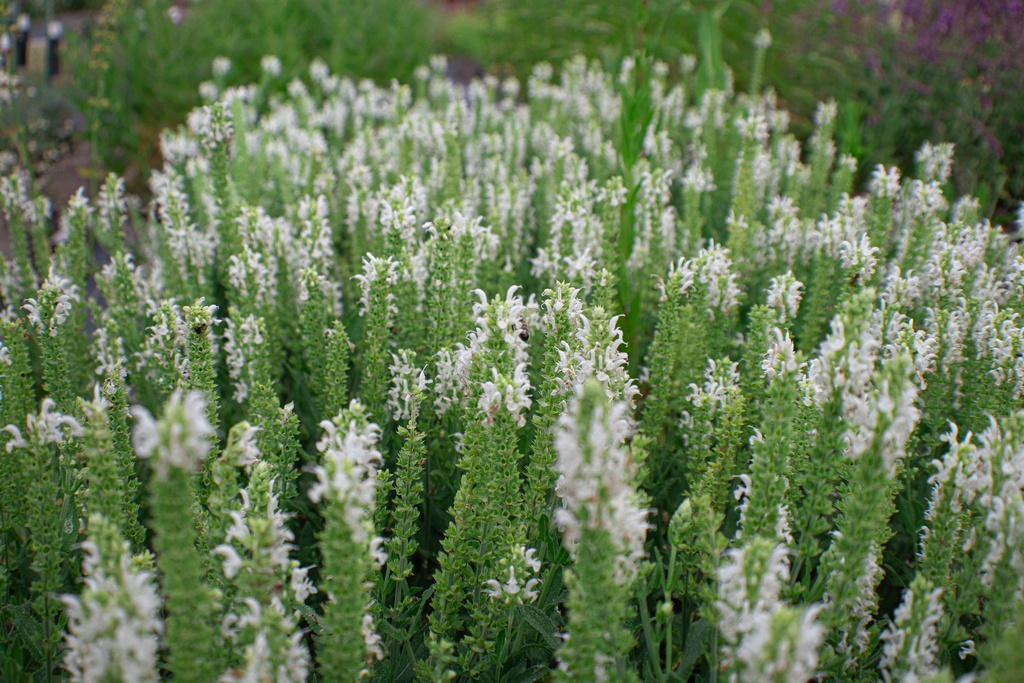 Salvia nemorosa 'Schneehügel' (Bio, 1 Lt.)