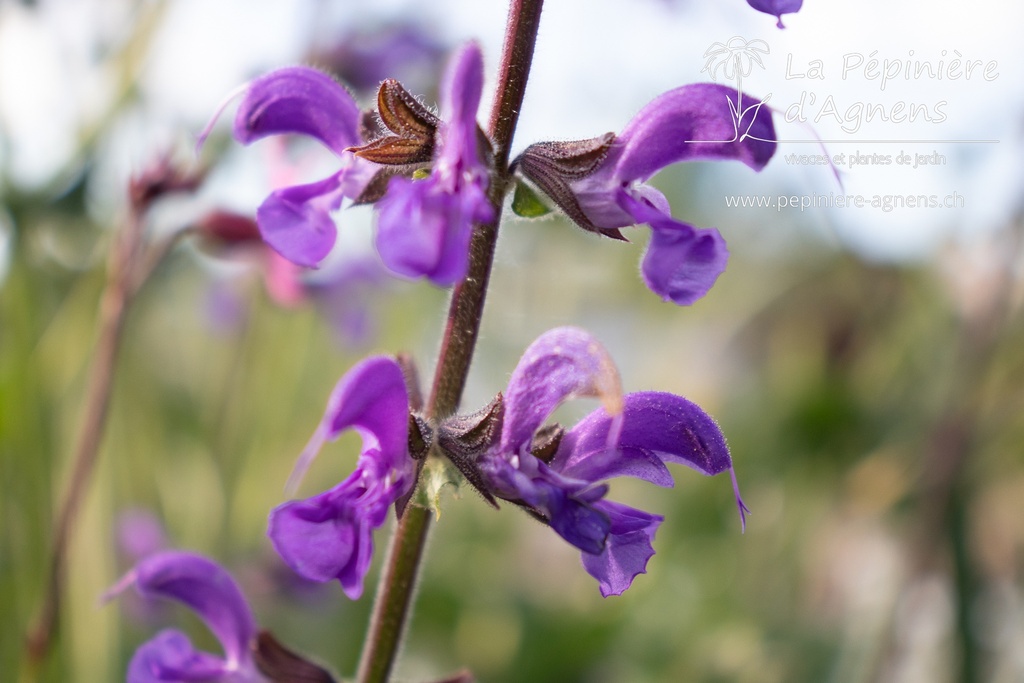 Salvia pratensis (Bio)