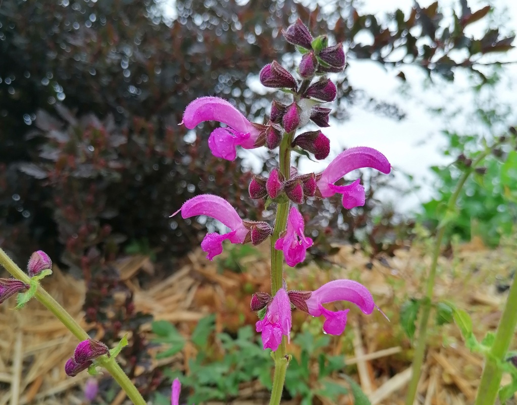 Salvia pratensis 'Sweet Esmeralda'