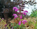 Salvia pratensis 'Sweet Esmeralda'