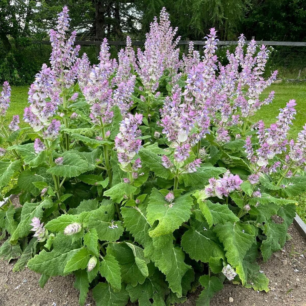 Salvia sclarea