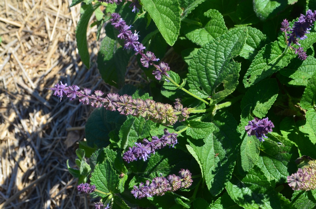 Salvia verticillata 'Hanney's Blue'