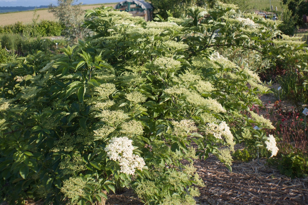Sambucus nigra 'Haschberg'