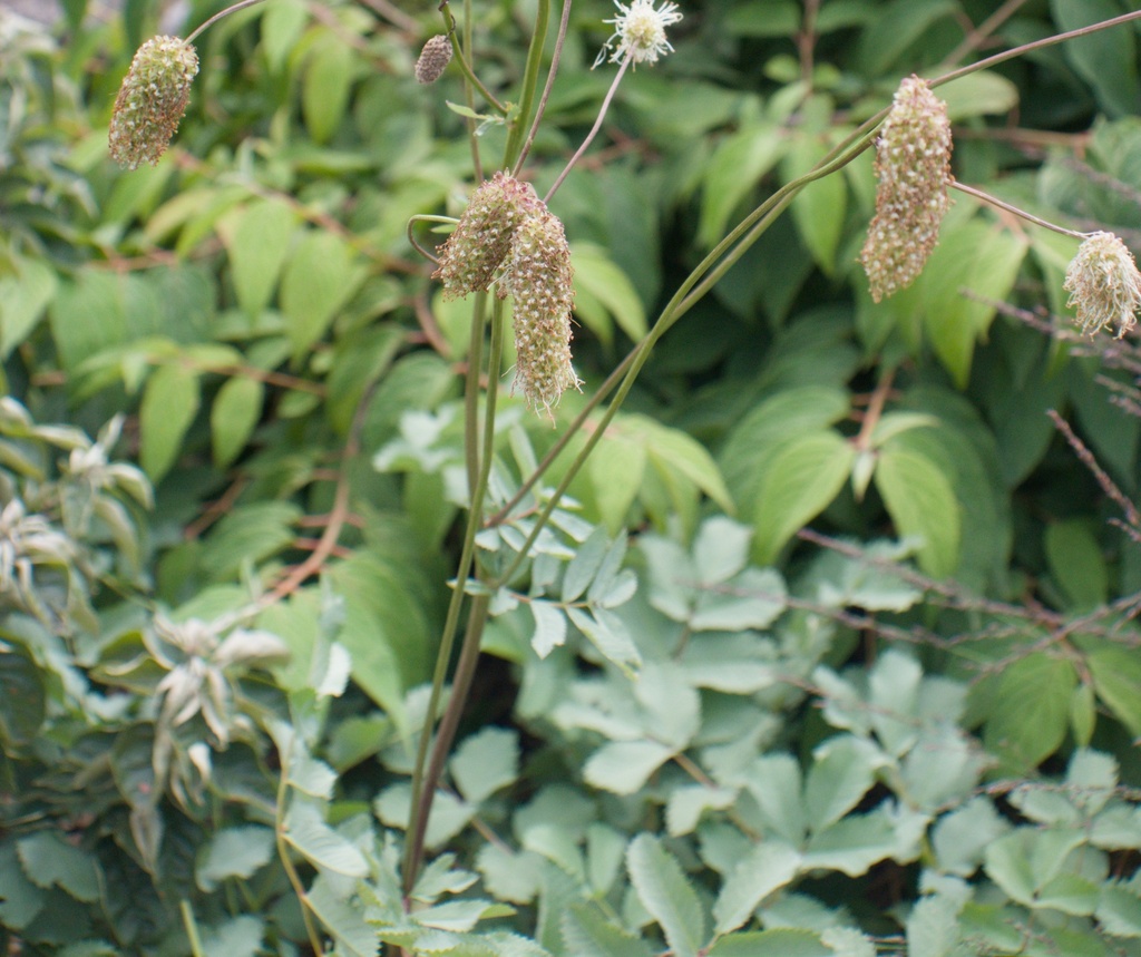 Sanguisorba armena (Bio)
