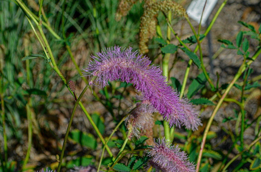 Sanguisorba hybride 'Lilac Squirrel'