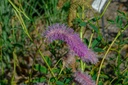 Sanguisorba hybride 'Lilac Squirrel'
