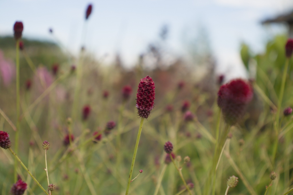 Sanguisorba officinalis 'Japan'