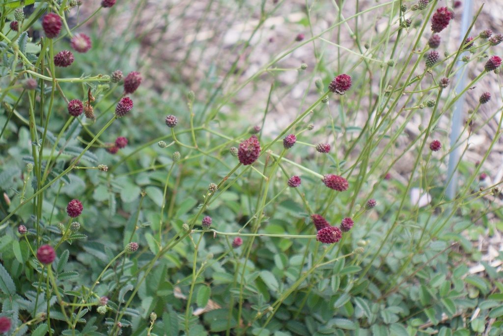 Sanguisorba officinalis 'Tanna'