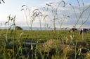Sanguisorba tenuifolia 'Alba'