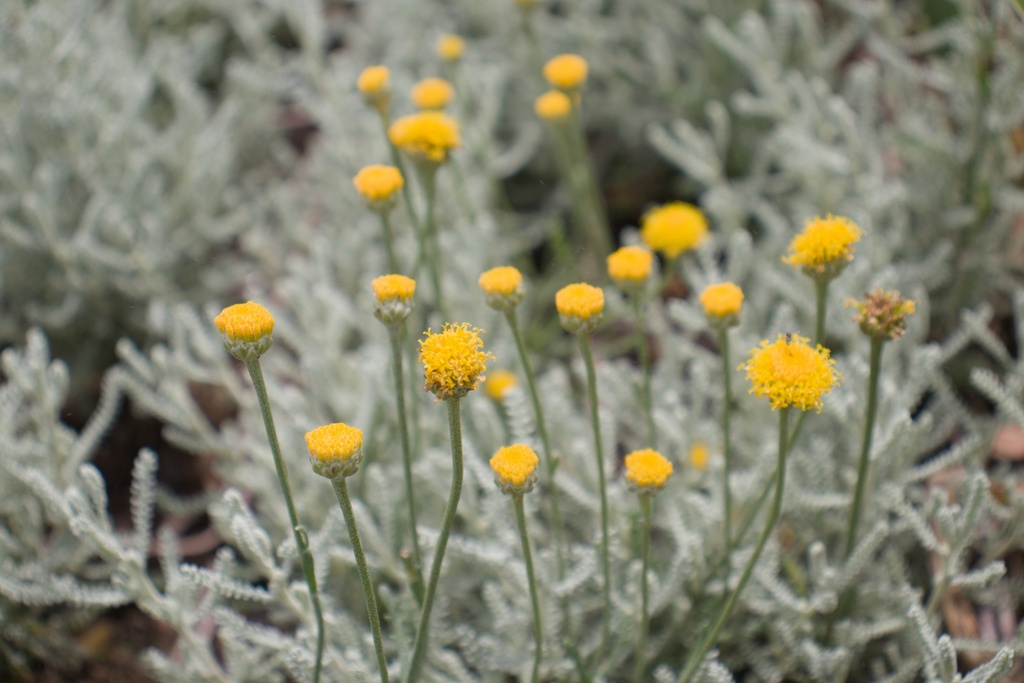 Santolina chamaecyparissus