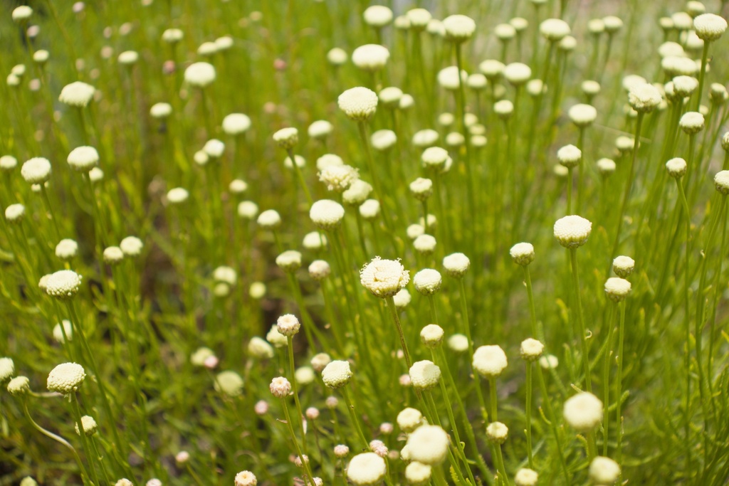 Santolina rosmarinifolia (Bio)