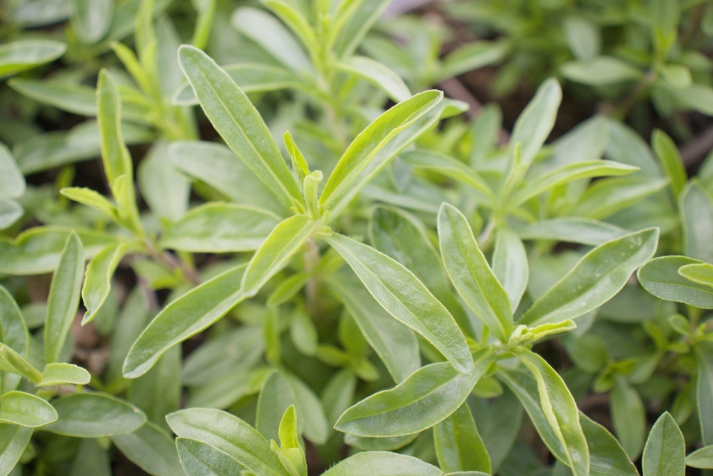 Satureja montana (Bio)