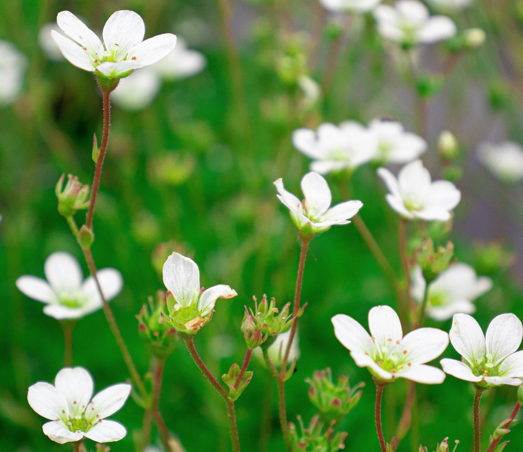 Saxifraga arendsii (x) 'Adebar'