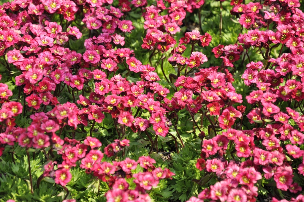 Saxifraga arendsii (x) 'Harder Zwerg' (Bio)