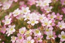 Saxifraga arendsii (x) 'Pixie'