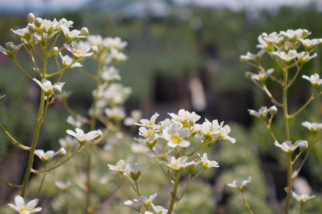 Saxifraga paniculata