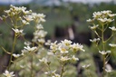 Saxifraga paniculata