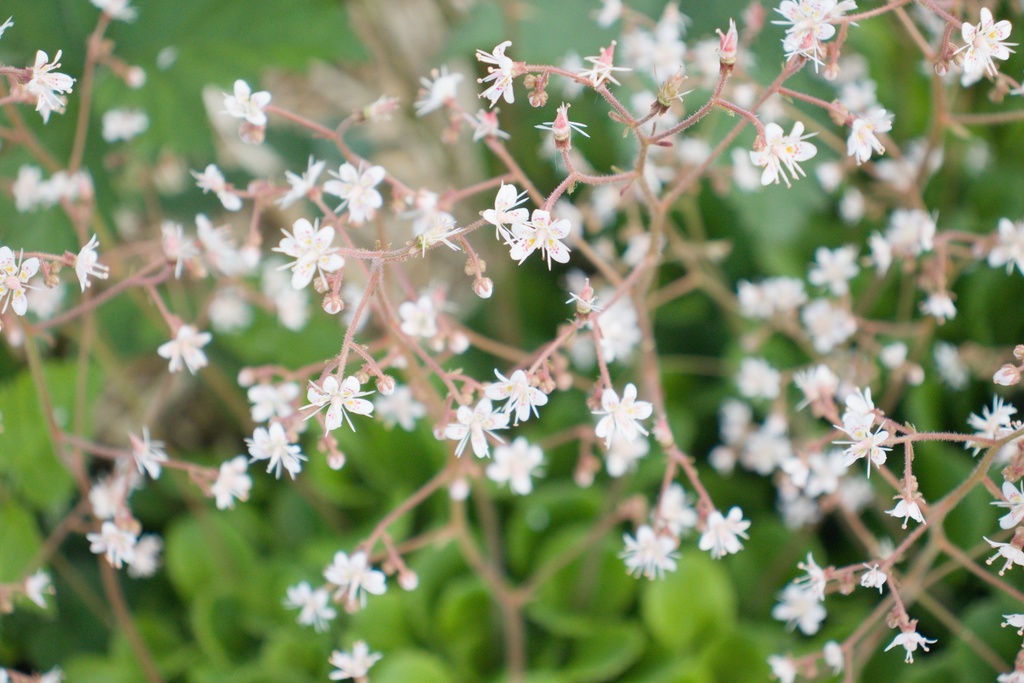 Saxifraga urbium (x)