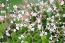 Saxifraga urbium (x)